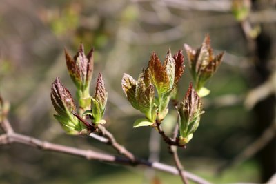 Acer ginnala - javor amurský - jarní pučení (56)